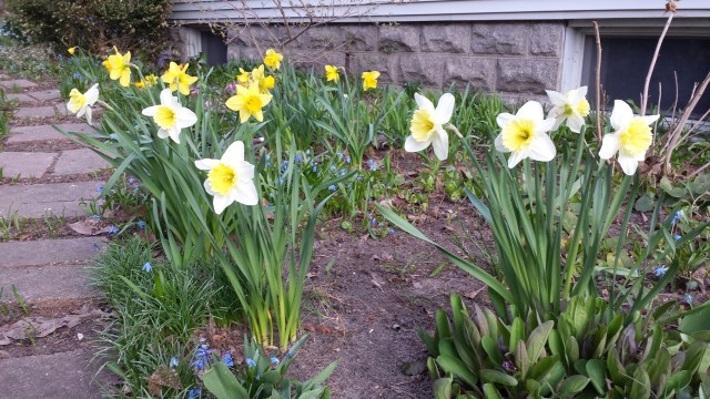 daffodils