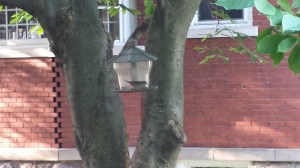 bird in my feeder