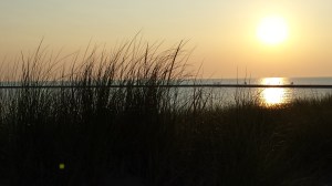 Frankfort dune grass